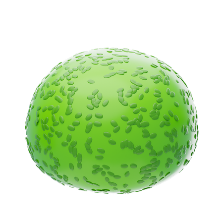 Spherical Evergreen Bush  3D Icon