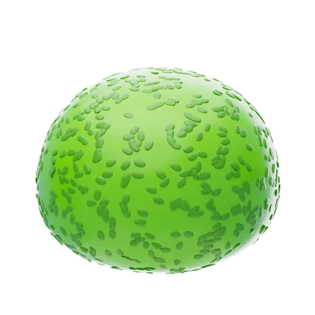 Spherical Evergreen Bush  3D Icon