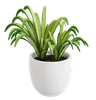 Spider Plant