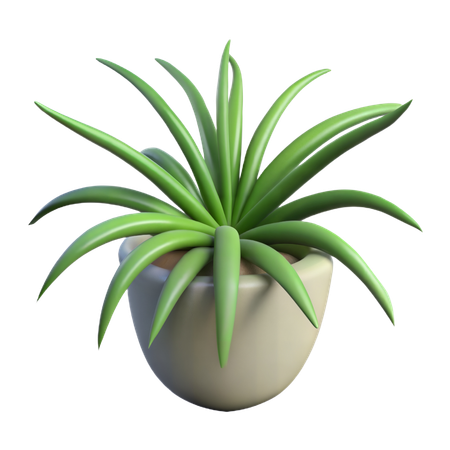 Spider Plant  3D Icon