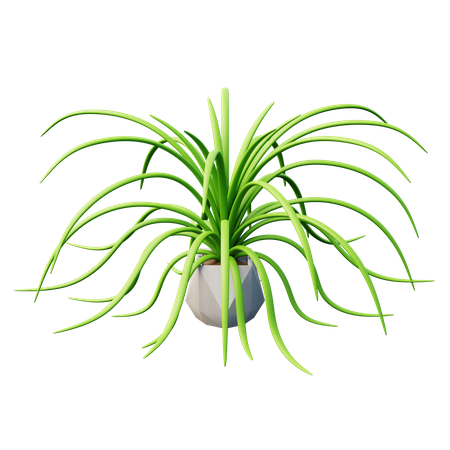 Spider Plant  3D Icon