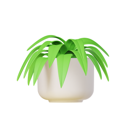 Spider Plant  3D Icon