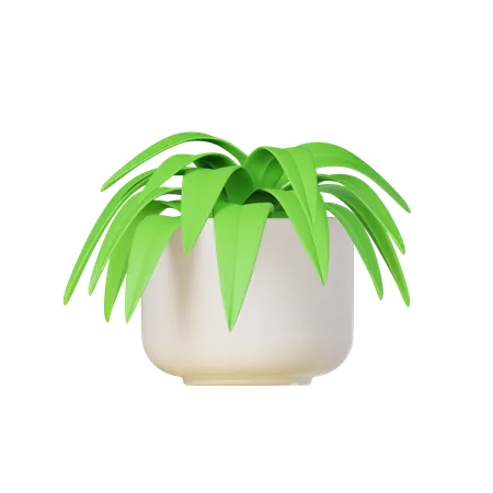 Spider Plant  3D Icon