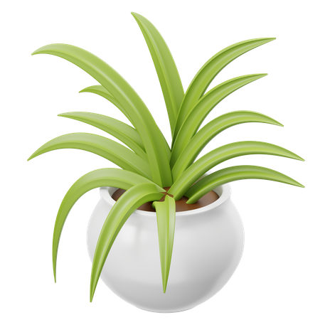 Spider Plant  3D Icon