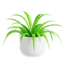 Spider Plant