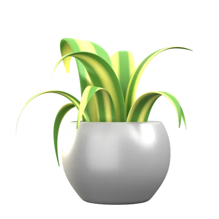 Spider Plant  3D Icon