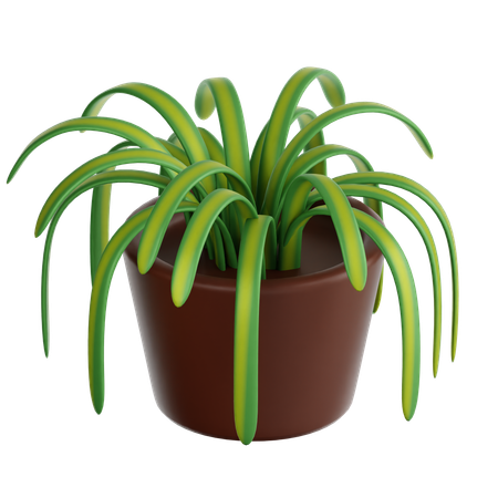 Spider Plant  3D Icon