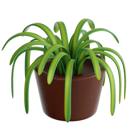 Spider Plant  3D Icon