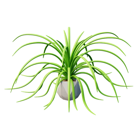 Spider Plant  3D Icon