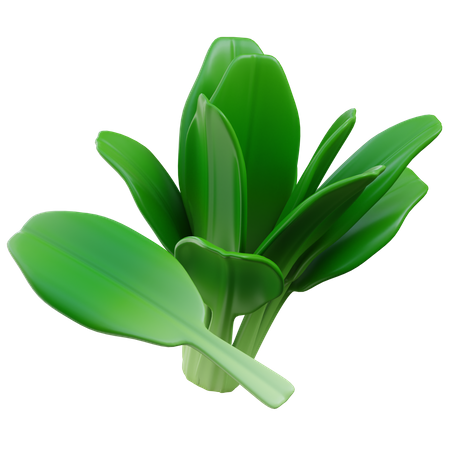 Spinach  3D Icon
