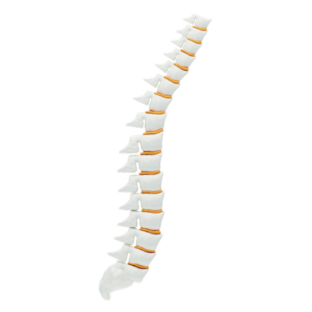 Spinal Cord  3D Icon