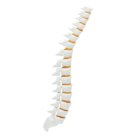 Spinal Cord  3D Icon