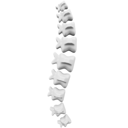 Spine 3D Icon