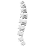 graphics of spine