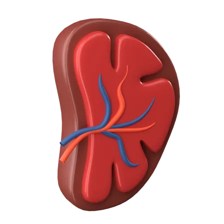 Spleen 3 D Human Organ Icon 3D Icon