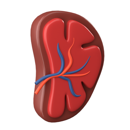 Spleen  3D Icon