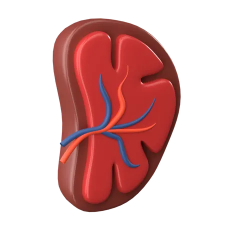 Spleen  3D Icon