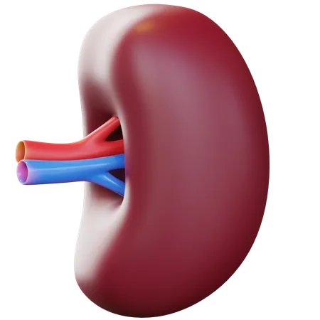 Spleen  3D Icon