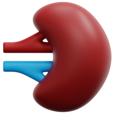 Spleen  3D Icon