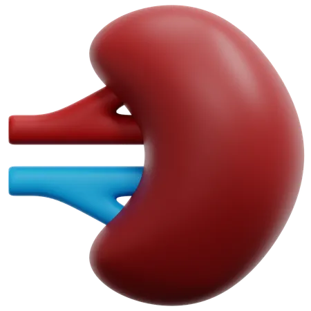 Spleen  3D Icon