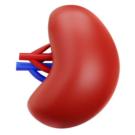 Spleen  3D Icon