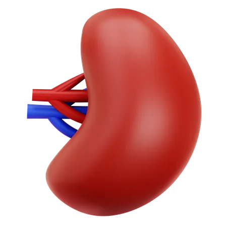 Spleen  3D Icon