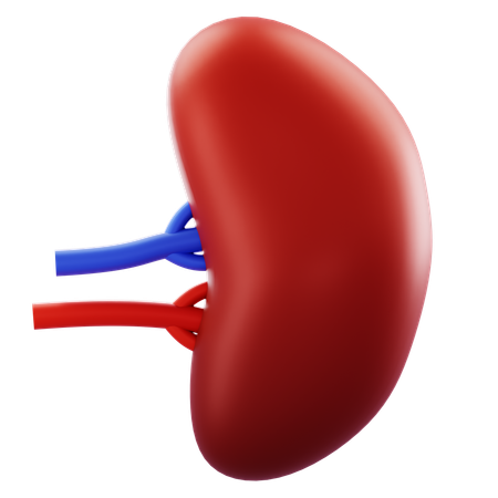 Spleen  3D Icon