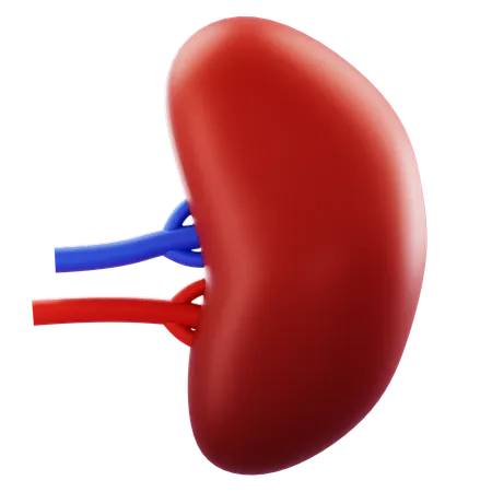 Spleen  3D Icon