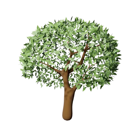 Spring Tree  3D Icon