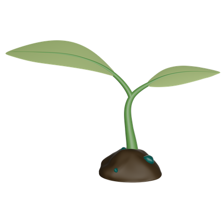 Sprout  3D Icon
