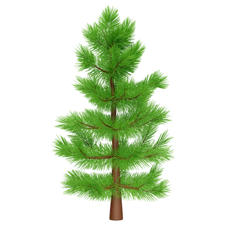 Spruce Tree  3D Icon