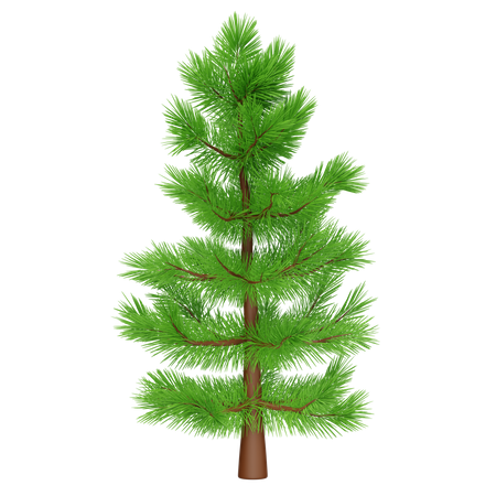 Spruce Tree  3D Icon