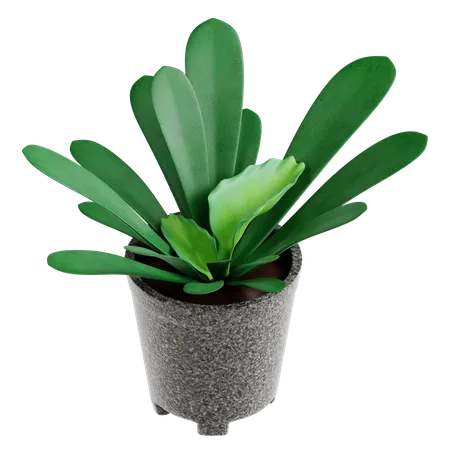 Fougère staghorn  3D Icon