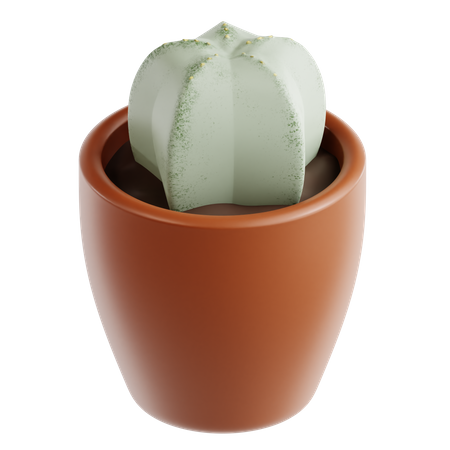 Star Cactus  3D Icon