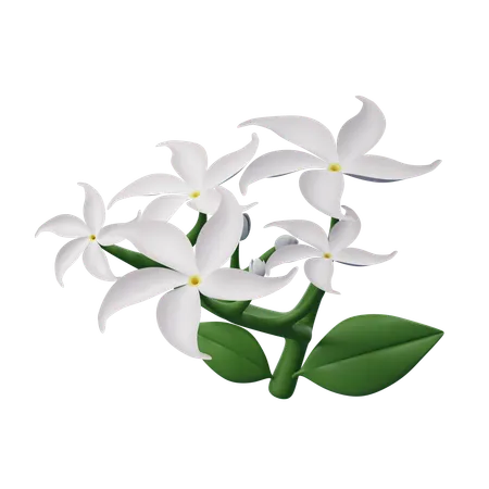 Star Jasmine Flower  3D Icon