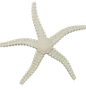 Starfish