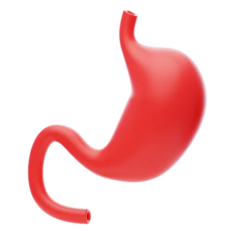 Stomach 3 D Icon Anatomy Human Stomach 3 D Icon 3D Icon