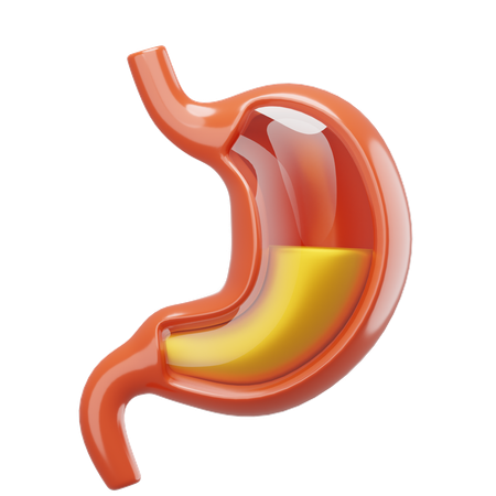 Stomach  3D Icon