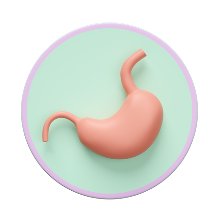 Stomach  3D Icon