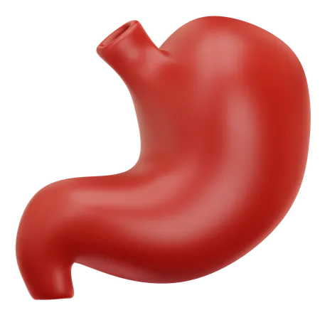 Stomach  3D Icon