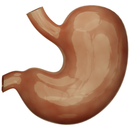 Stomach  3D Icon