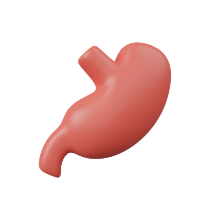 Stomach  3D Icon