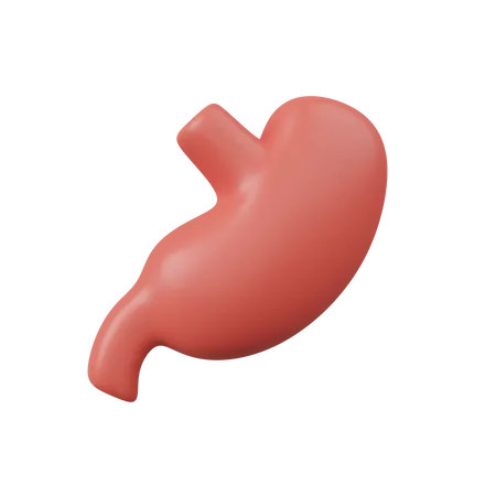 Stomach  3D Icon