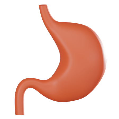 Stomach  3D Icon