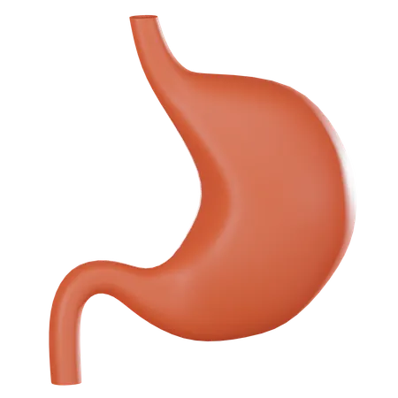 Stomach  3D Icon