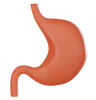 Stomach