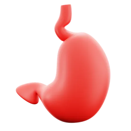 Stomach  3D Icon