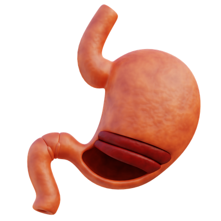 Stomach  3D Icon