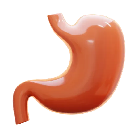 Stomach  3D Icon