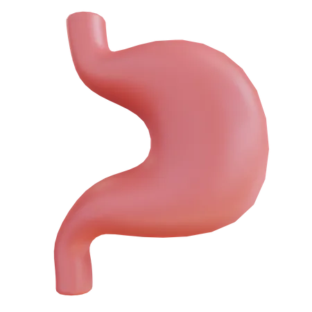 Stomach  3D Icon